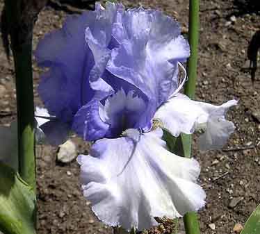 Bugleboy Blues - fragrant reblooming tall bearded Iris