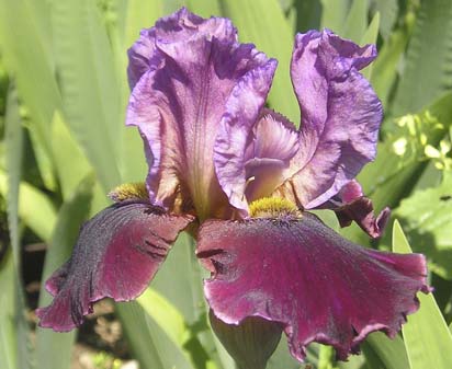 Burgundy Party - tall bearded Iris