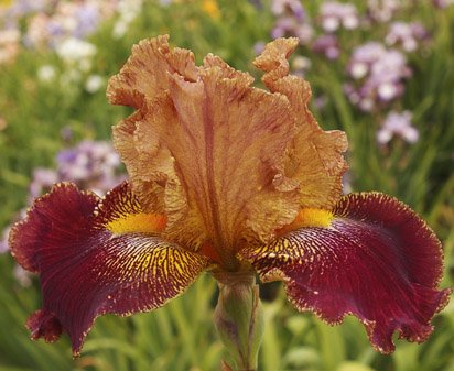 Burnt Crisp - fragrant tall bearded Iris