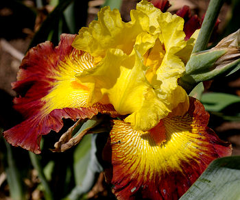 Burst of Glory - fragrant tall bearded Iris