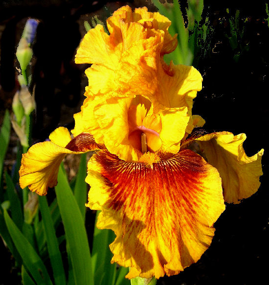 Burst - fragrant tall bearded Iris