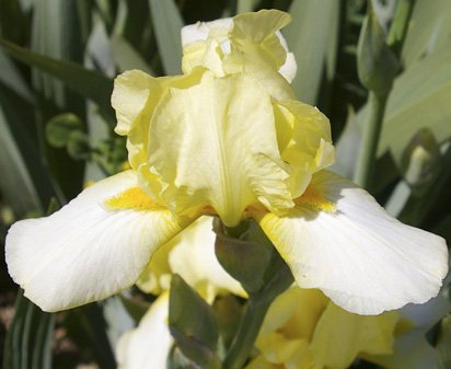 Butter on Ice - fragrant tall bearded Iris