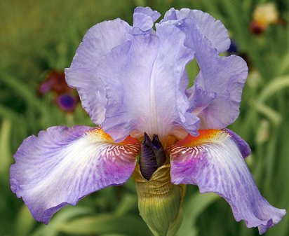 Butterfly Kiss - tall bearded Iris