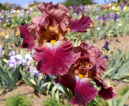 By His Stripes - tall bearded Iris