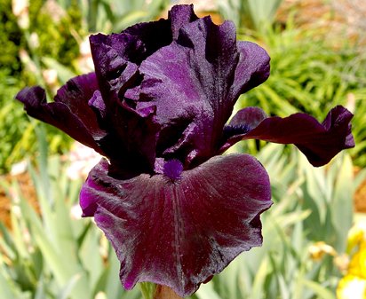 Bye Bye Blackbird - fragrant reblooming tall bearded Iris