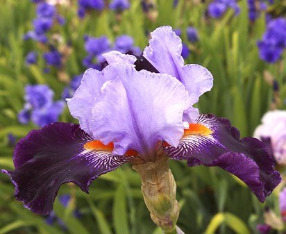 Cabaret Royale - reblooming tall bearded Iris