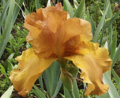 Cable Car - fragrant tall bearded Iris