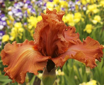 Cafe Ole - tall bearded Iris