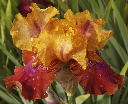 Cajun Queen - fragrant tall bearded Iris