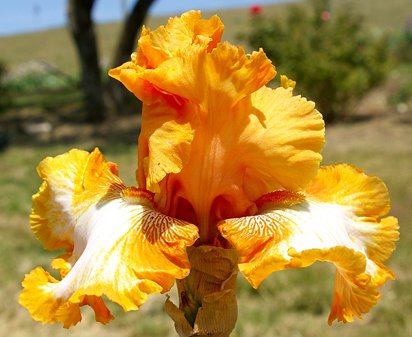 Cajun Rhythm - reblooming tall bearded Iris