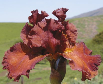 Cajun Spices - tall bearded Iris