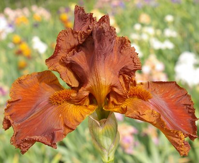 Caliph - tall bearded Iris