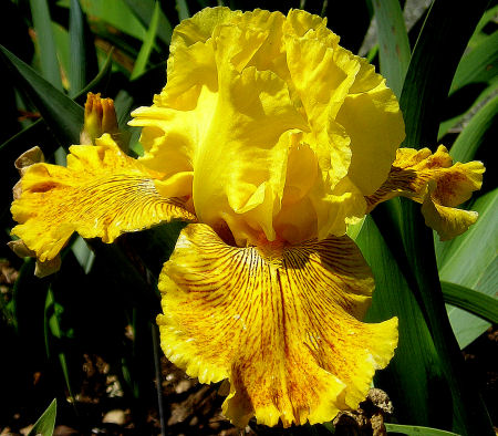 Calizona Gold - tall bearded Iris