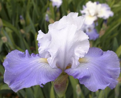 Calm Stream - fragrant tall bearded Iris