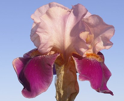 Camelot Rose - tall bearded Iris