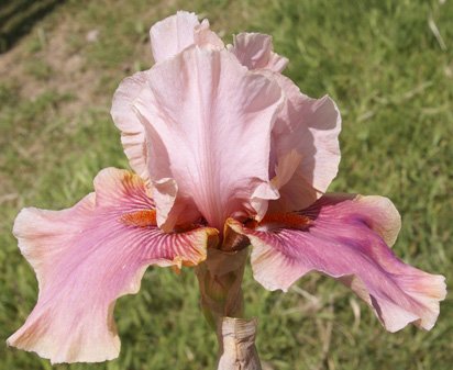 Cameo Wine - reblooming tall bearded Iris