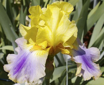 Can Can Dancer - reblooming tall bearded Iris