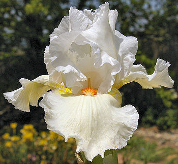 Canadian border - border bearded Iris