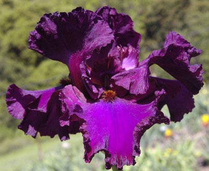 Candy Apple Classic - tall bearded Iris