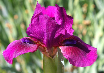 Candy Apple - SDB Standard Dwarf Bearded