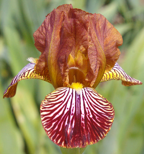 Candy Basket - fragrant MDB Miniature tall Bearded Iris