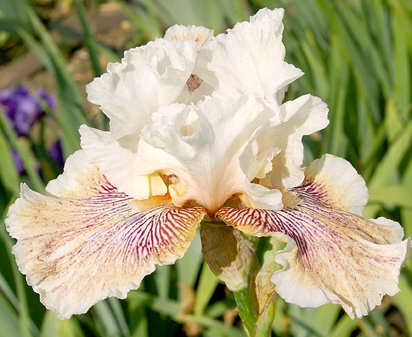 Candy Cane Cutie - tall bearded Iris