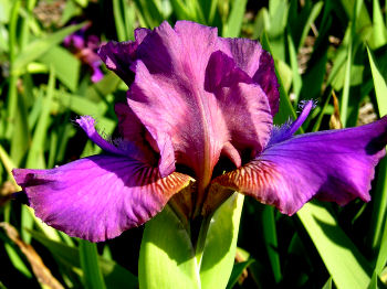 Candy Rock - reblooming Intermediate bearded Iris