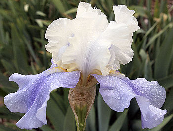 Capitol Debut - tall bearded Iris