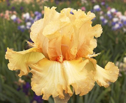 Capricious Candles - tall bearded Iris