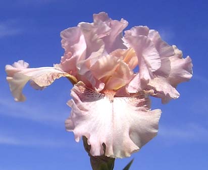 Capricorn Cooler - tall bearded Iris