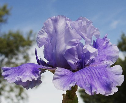 Captain Hook - fragrant tall bearded Iris