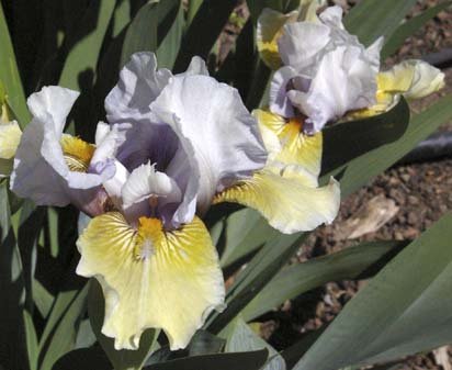 Captain Indigo - fragrant Intermediate bearded Iris