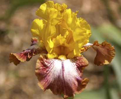Caramba - tall bearded Iris