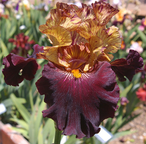 Caramel'n Chocolate - tall bearded Iris