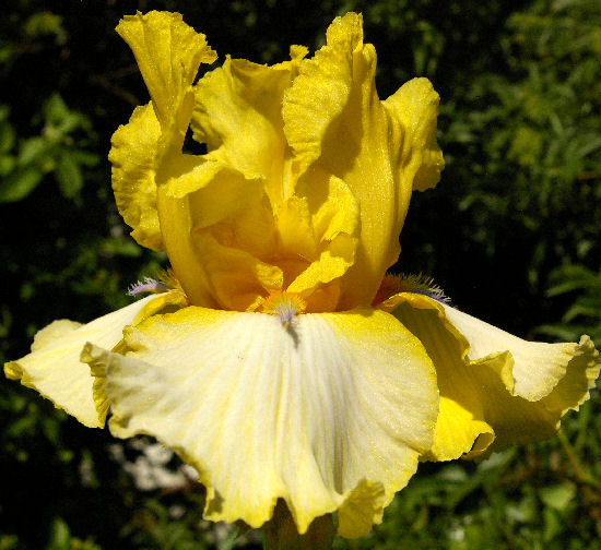 Caribbean Ahoy - tall bearded Iris