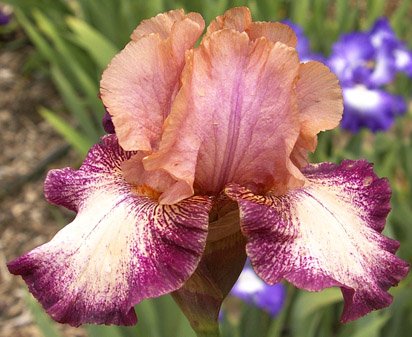 Carnival Song - reblooming tall bearded Iris