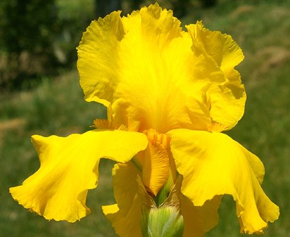 Carolina Gold - tall bearded Iris