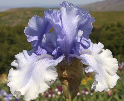 Cascade Springs - tall bearded Iris