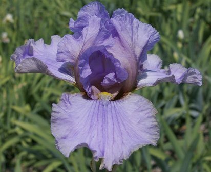 Catch A Wave - fragrant tall bearded Iris