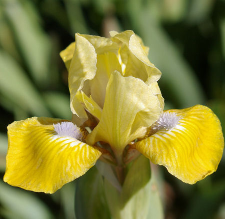 Caution Sign - reblooming SDB Standard Dwarf Bearded