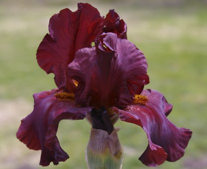 Cayenne Pepper - reblooming tall bearded Iris