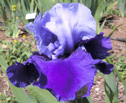 Cee Cee - reblooming tall bearded Iris