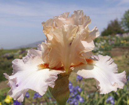 Celebration Song - reblooming tall bearded Iris