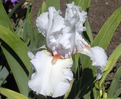 Celestial Flame - tall bearded Iris
