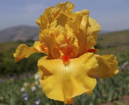 Celtic Harp - tall bearded Iris