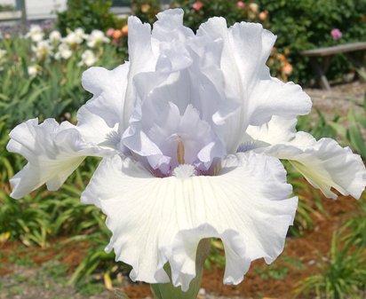 Celtic Skies - fragrant tall bearded Iris