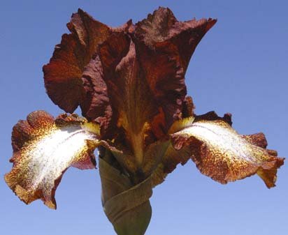Certainly Certainly - reblooming tall bearded Iris