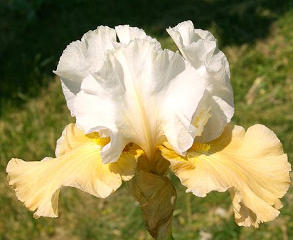 Champagne Elegance - reblooming tall bearded Iris