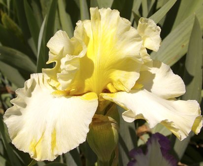 Champagne Moments - tall bearded Iris