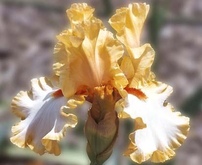 Champagne Waltz - reblooming tall bearded Iris